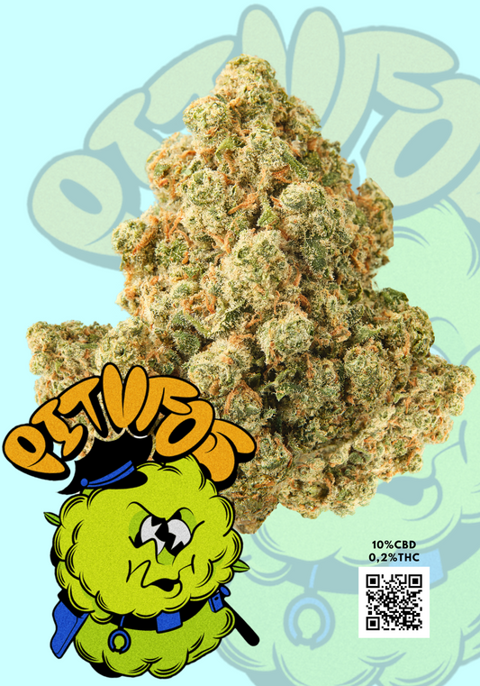 GELATO 41 | PITUFO CBD