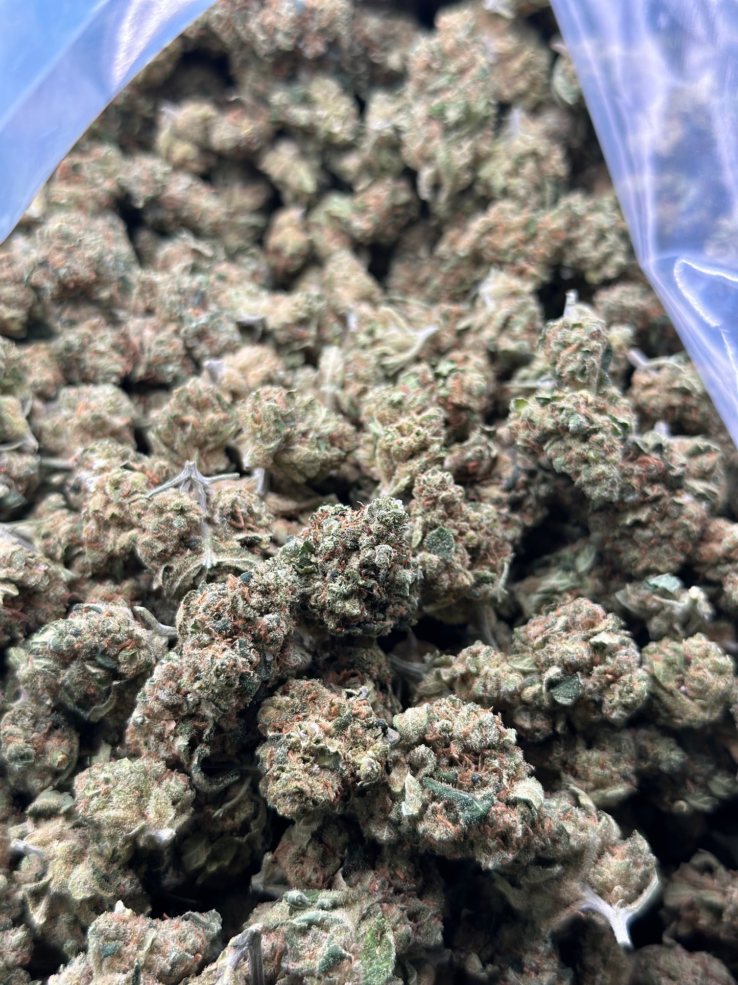 MINI BUDS CBD
