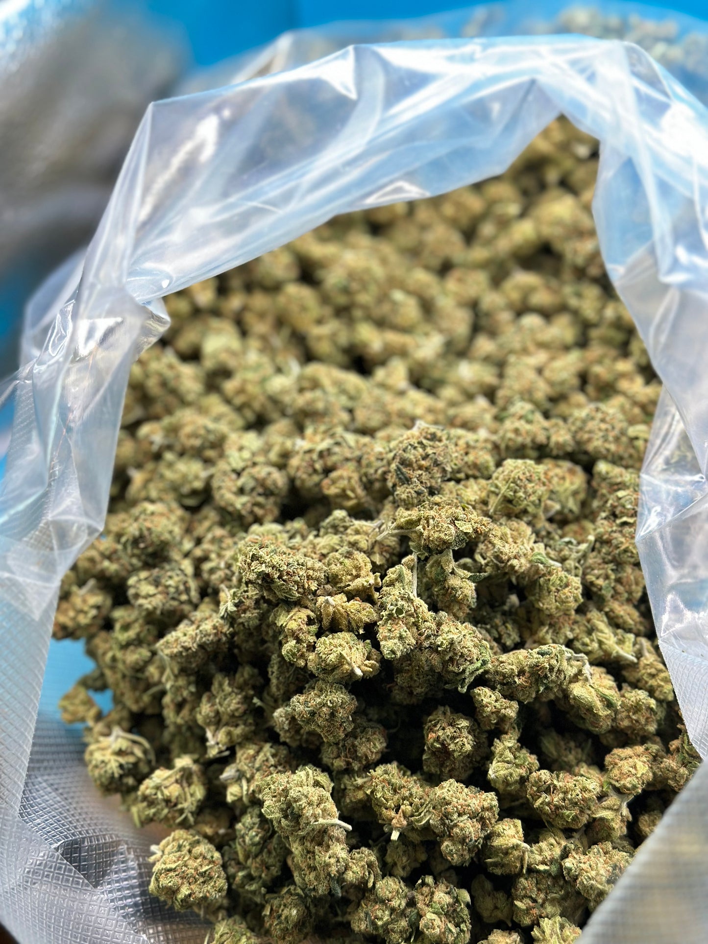 MINI BUDS CBD
