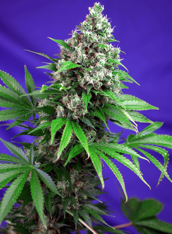 KILLER KUSH | FAST VERSION