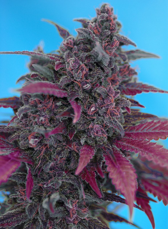 DARK DEVIL | AUTOFLORECIENTE
