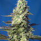GREEN POISON XL | AUTOFLORECIENTES