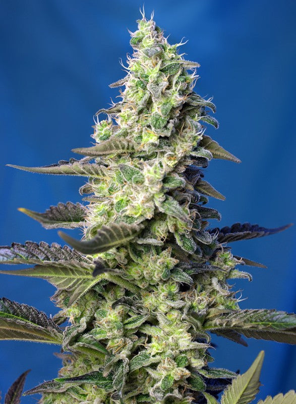 GREEN POISON XL | AUTOFLORECIENTES