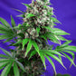 KILLER KUSH | FAST VERSION