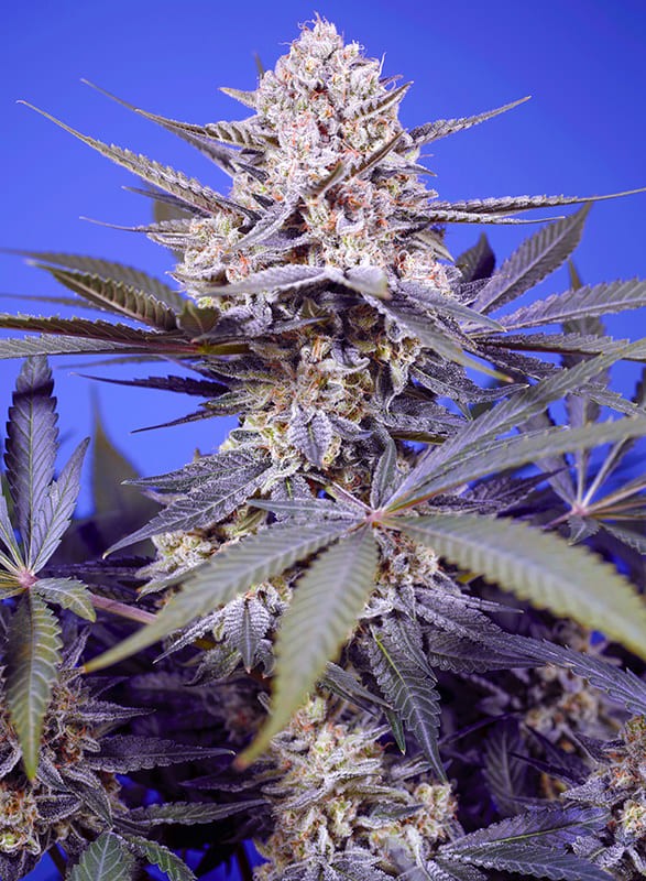 PINEAPPLE SLUSH XL | AUTOFLORECIENTE