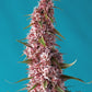 RED PURE CBD | AUTOFLORECIENTE