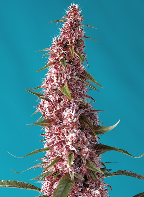 RED PURE CBD | AUTOFLORECIENTE