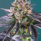 RED STRAWBERRY BANANA | AUTOFLORECIENTE