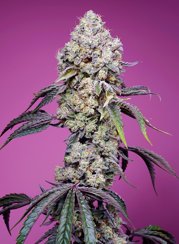 SWEET MANDARINE ZKITTLEZ | FAST VERSION